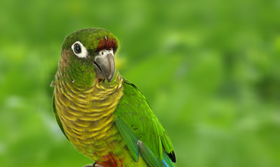 Green Cheek Conure