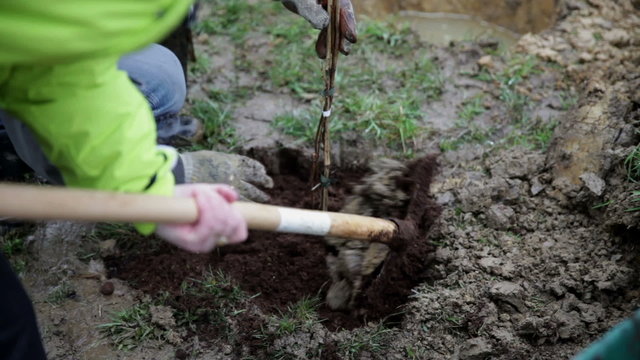 Adding fresh soil to plant seed with shovel