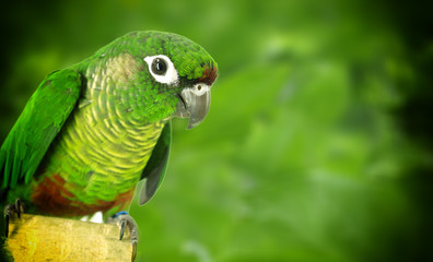 Green Cheek Conure © Željko Radojko