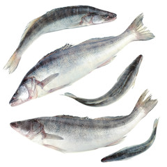 Collage of fresh fish, isolated on white