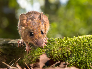 Field Mouse (Apodemus sylvaticus) looking in the camera
