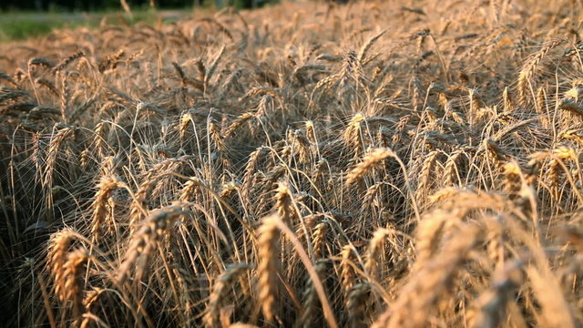 Shot iof field with matured wheat