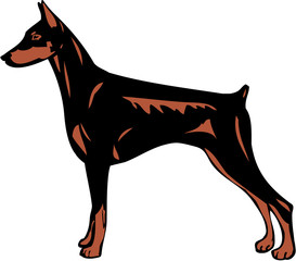 Dog Doberman Pinscher