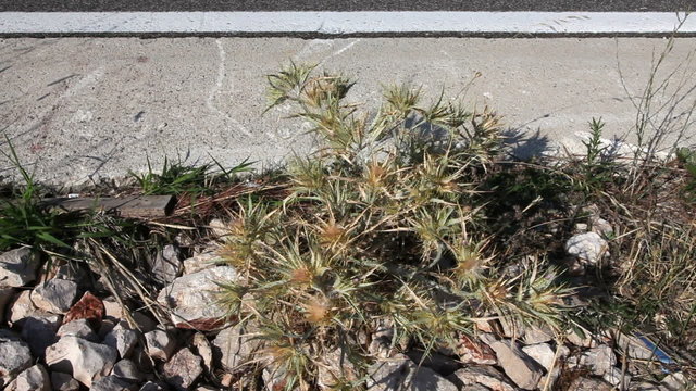 Close up shot of the thistle on the highway