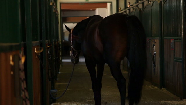 Woman jockey taking back horse to it's stall