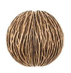 Cerbera dry fruit on white background