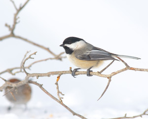 Black-capped Chickadee