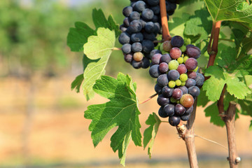 Grape bunch on the vine