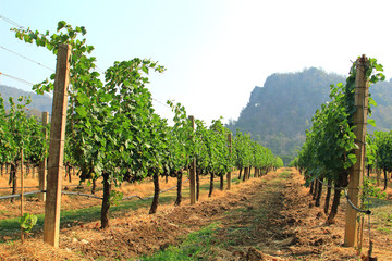 Fototapeta na wymiar Grapes on the Vine in Autumn