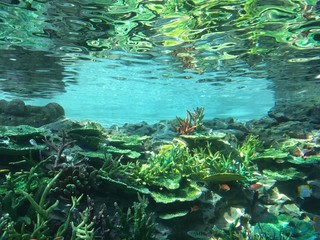 Fototapeta na wymiar 熱帯魚と珊瑚礁