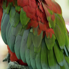 Obraz premium macaw parrot feather