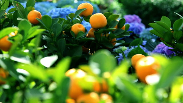 Mandarins growing on tree in a garden