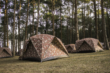 Tent with pine