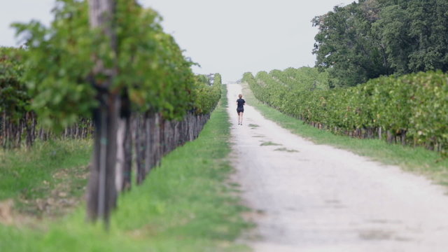Macadam path with runner between two fields of grapevines