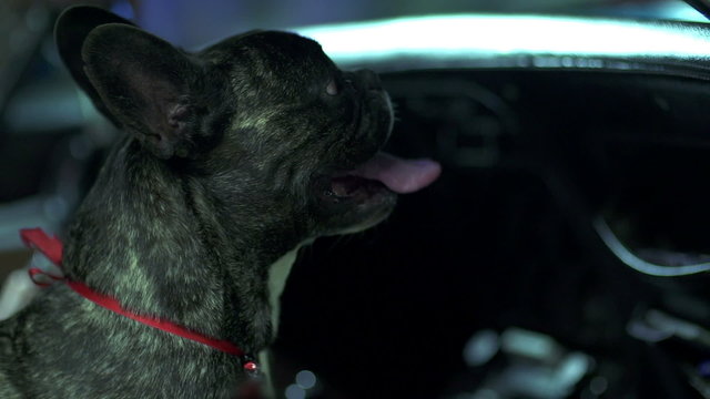 French bulldog breathing hastly with his tongue stretched out 