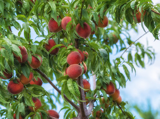 Peach tree fruits
