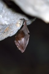 Greater horseshoe bat( Rhinolophus ferrumequinum)