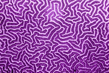 Purple coral pattern - 77515697
