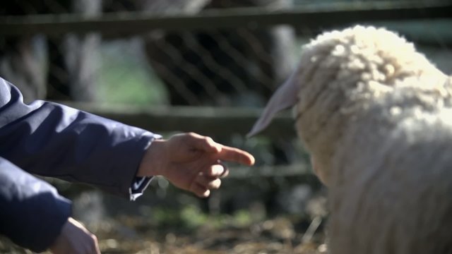 Farmer touches sheep on the muzzle