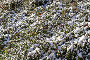 winter background with red gaultheria and snow
