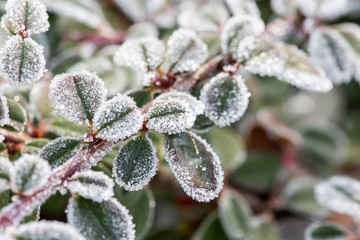 Closeup of frozen crystals on plant