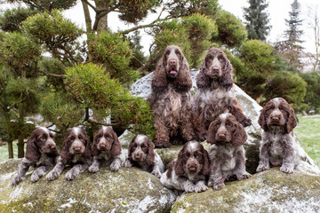 portrait of champions of English Cocker Spaniel family