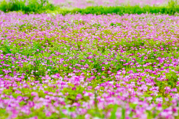 Fototapeta premium Field of chinese milk vetch, Astragalus sinicus