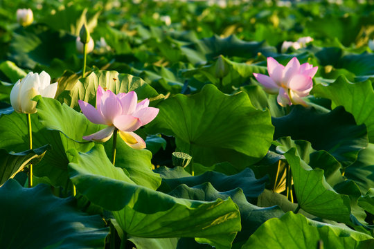Lotus pond