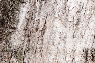 a brown,grey tree background