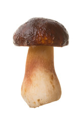Edible mushroom Boletus edulis