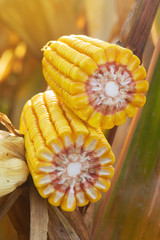 Ripe maize corn on the cob