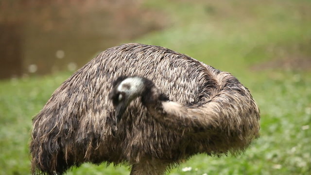 Emu in a zoo