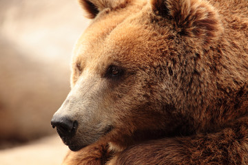 Naklejka premium wild brown bear