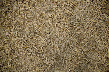 Pile of Dry bamboo leaves texture