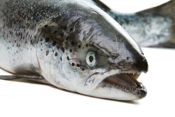 Salmon isolated on white background.