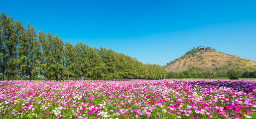 Cosmos flower field
