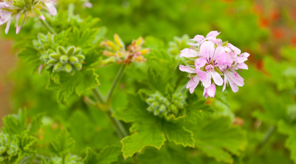 fleur de géranium rosat, île de la Réunion