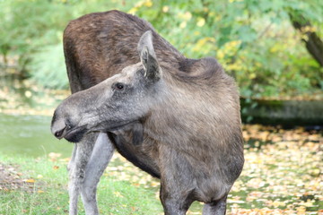 Naklejka na ściany i meble Female moose seen from the side