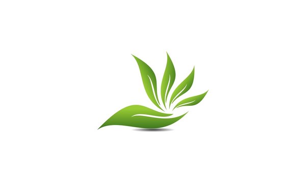 Leaf Logo Vector Illustration Design Template