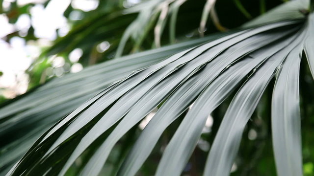 Beautiful green leaf of a tropical palm tree