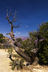 Fototapeta na wymiar abgestorbene Kiefer im Grand Canyon, USA