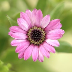 Obraz premium Margarita