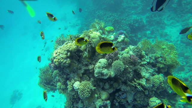 Sea and water life, people having fun, sea creatures with corals. Perfect tourism themed place.