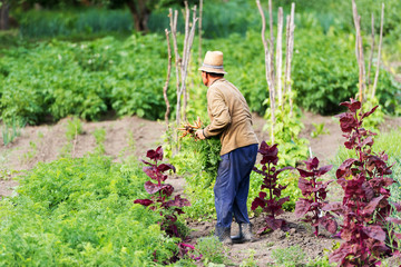Farmer in vegetable bio garden