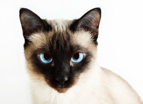 Siamese Cat On White Background