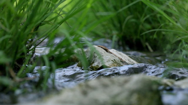Low angle close up of grass and rocks in water stream