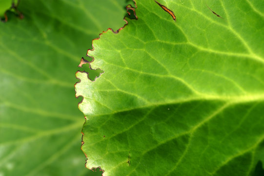 Bergenia leaf eaten by Otiorhynchus