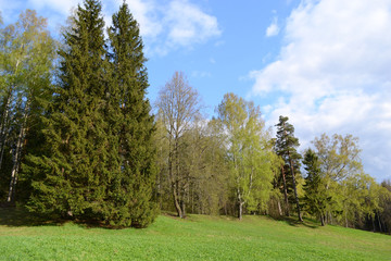Park in Pavlovsk.