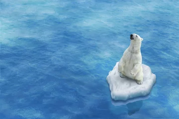 Tableaux sur verre Ours polaire Ours Blanc / Fonte des glaces