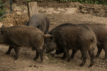 Wild pigs